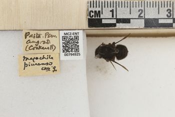 Media type: image;   Entomology 794925 Aspect: Labels